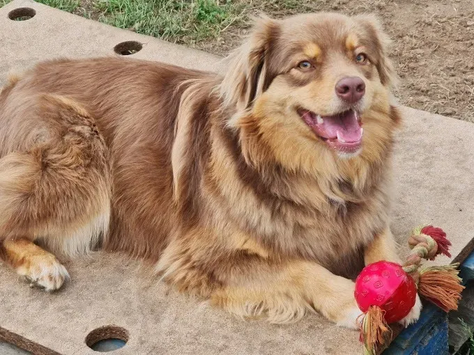 educatrice canin (3)