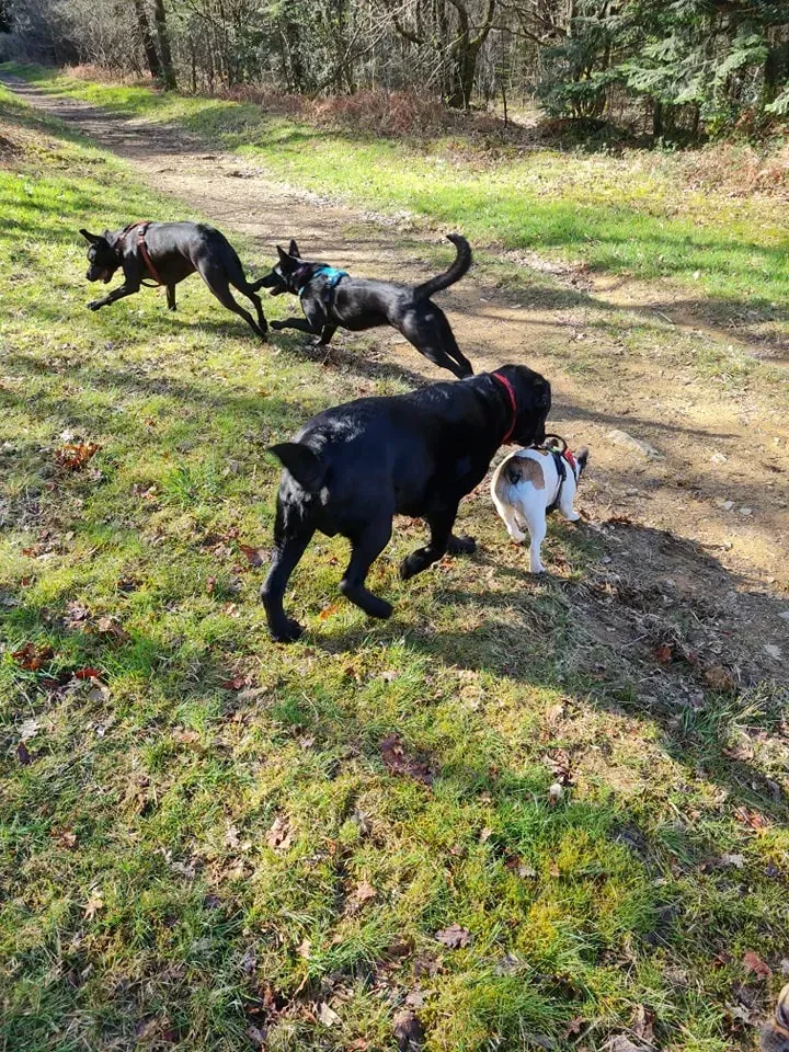 Promenade chien à Hanvec