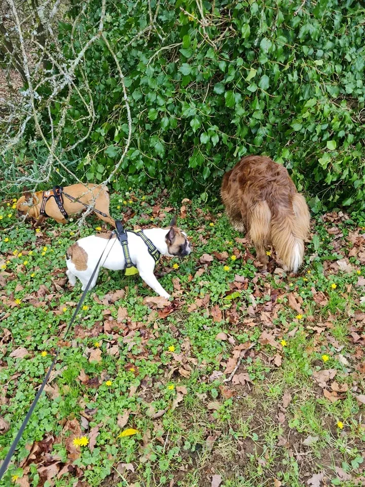 Dressage chien à Hanvec