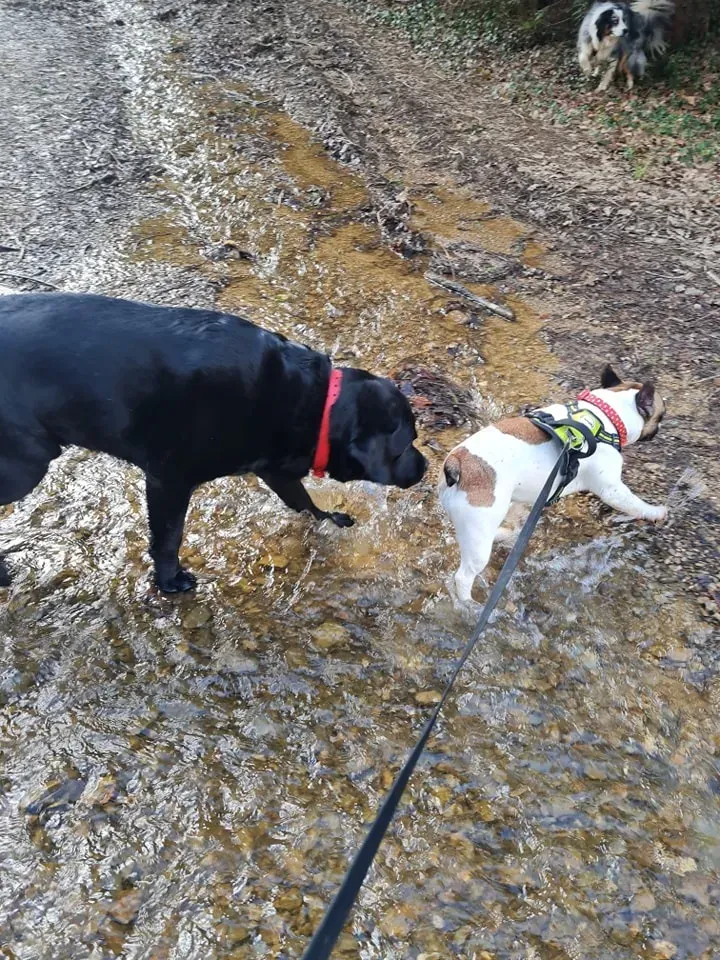 Chien agressif à Hanvec