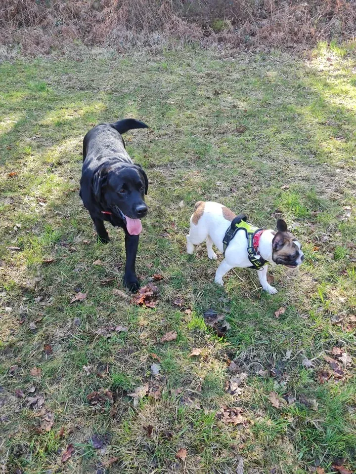 Troubles comportements canin à Hanvec