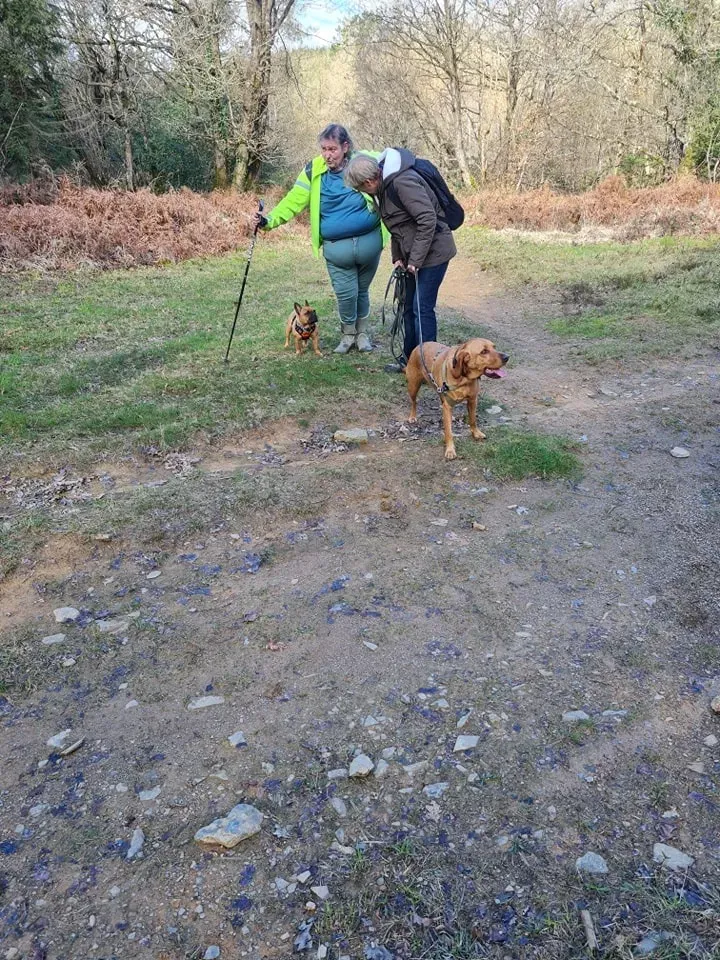 Bilan comportemental canin à Hanvec