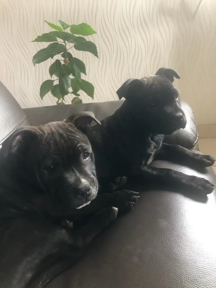 Garde de chien à domicile à Hanvec